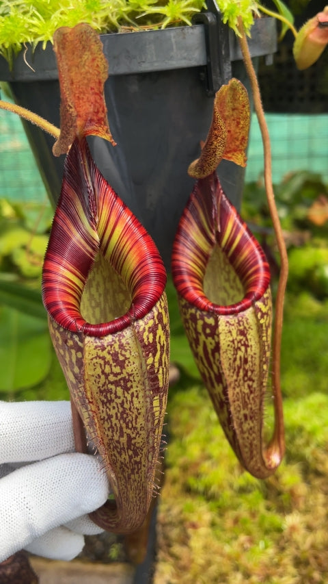 N. talangensis x spectabilis: BE-4063 *Pre-Order*
