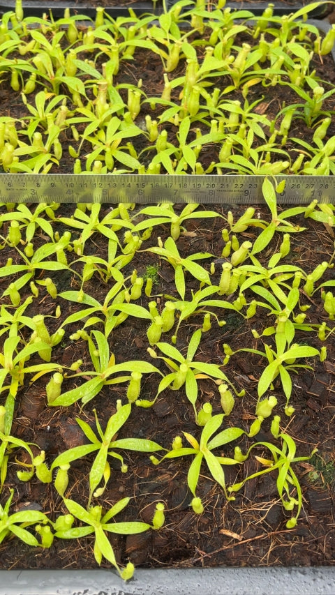 N. talangensis x spectabilis: BE-4063 *Pre-Order*