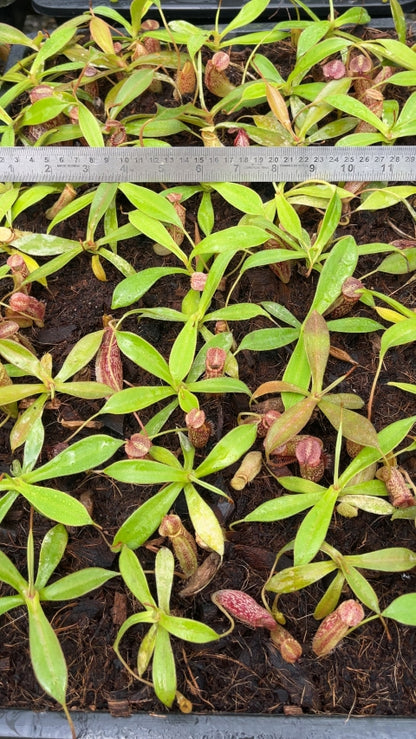 N. talangensis x spectabilis: BE-4063 *Pre-Order*