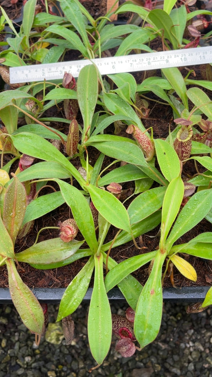 N. talangensis x spectabilis: BE-4063 *Pre-Order*