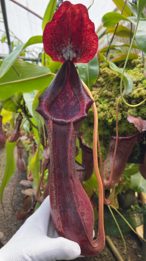 N. boschiana x lowii: BE-4067