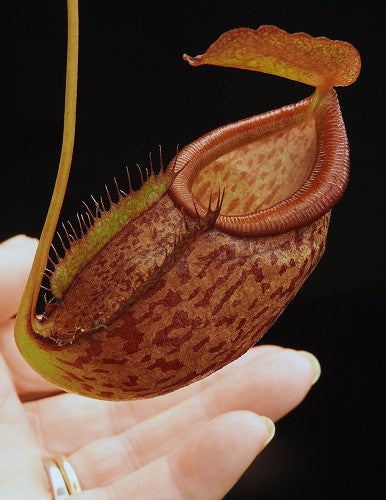 N. gymnamphora x tenuis - seed grown: BE-4069 *Pre-Order*