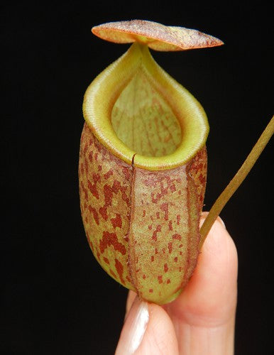 N. gymnamphora x tenuis - seed grown: BE-4069 *Pre-Order*