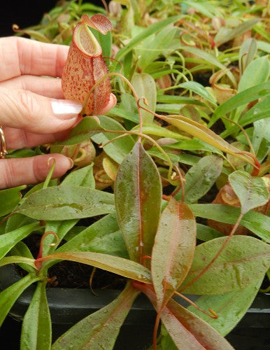 N. gymnamphora x tenuis - seed grown: BE-4069 *Pre-Order*