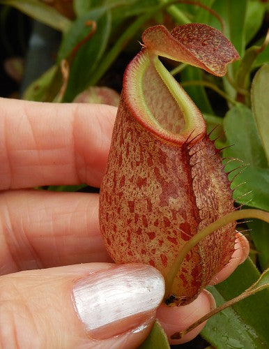 N. gymnamphora x tenuis - seed grown: BE-4069 *Pre-Order*