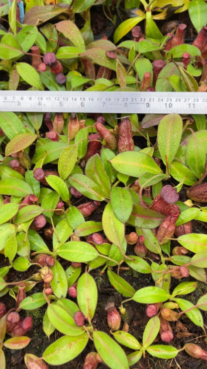 N. rajah x klossii: BE-4071 *Pre-Order*