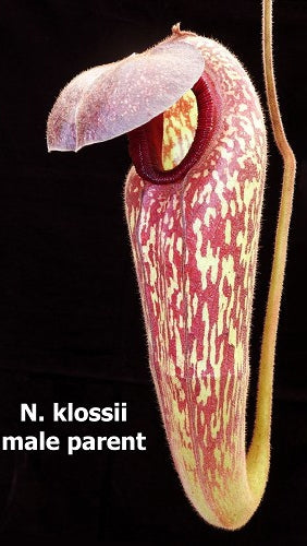 N. rajah x klossii: BE-4071 *Pre-Order*
