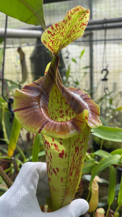N. (veitchii x platychila) x platychila: BE-4072