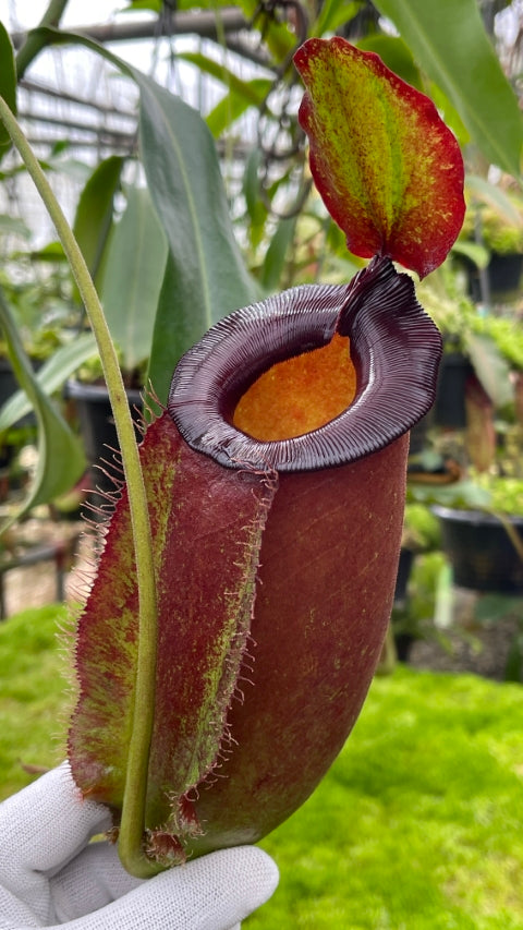 N. spathulata x ampullaria – solid red: BE-4073 *Pre-Order*