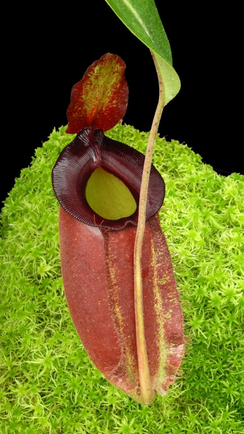 N. spathulata x ampullaria – solid red: BE-4073 *Pre-Order*