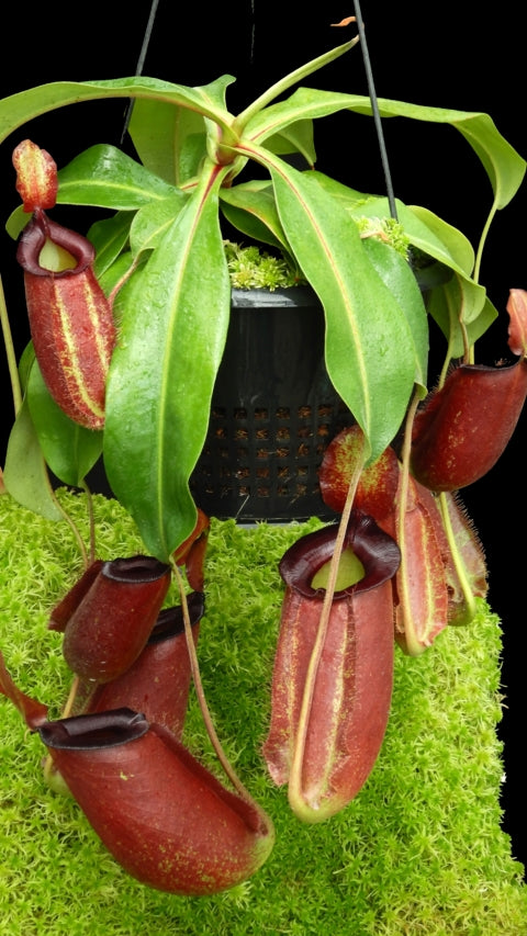 N. spathulata x ampullaria – solid red: BE-4073 *Pre-Order*