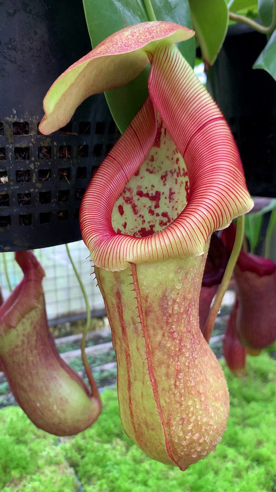 N. robcantleyi x ventricosa – assorted clones: BE-4074 *Pre-Order*