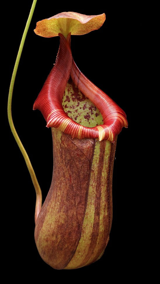 N. robcantleyi x ventricosa – assorted clones: BE-4074 *Pre-Order*