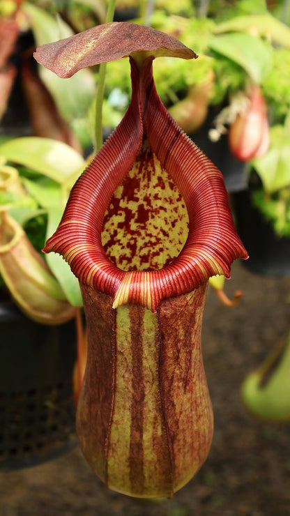 N. robcantleyi x ventricosa – assorted clones: BE-4074 *Pre-Order*