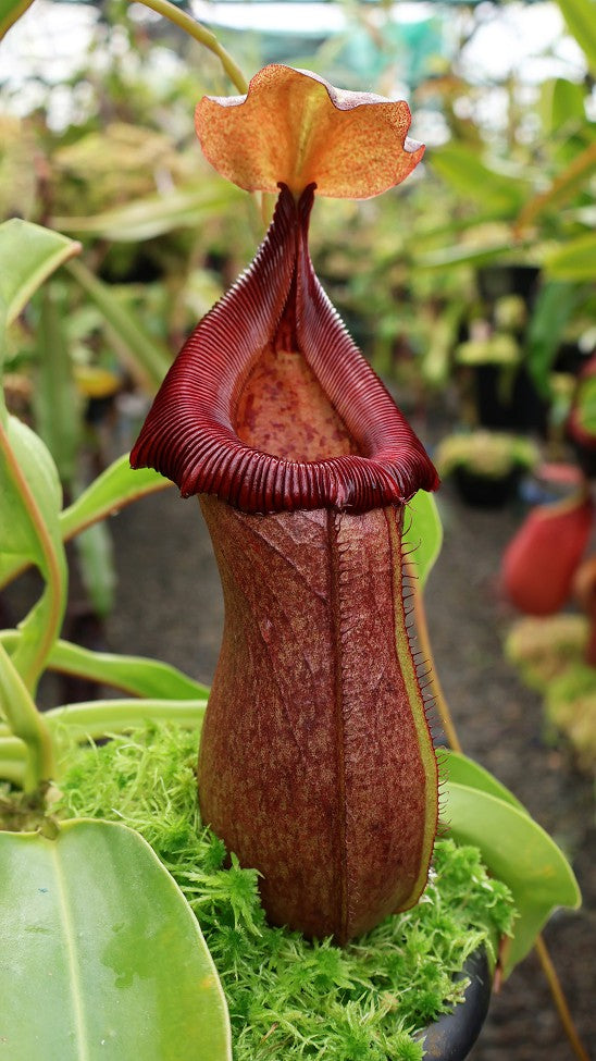 N. robcantleyi x ventricosa – assorted clones: BE-4074 *Pre-Order*
