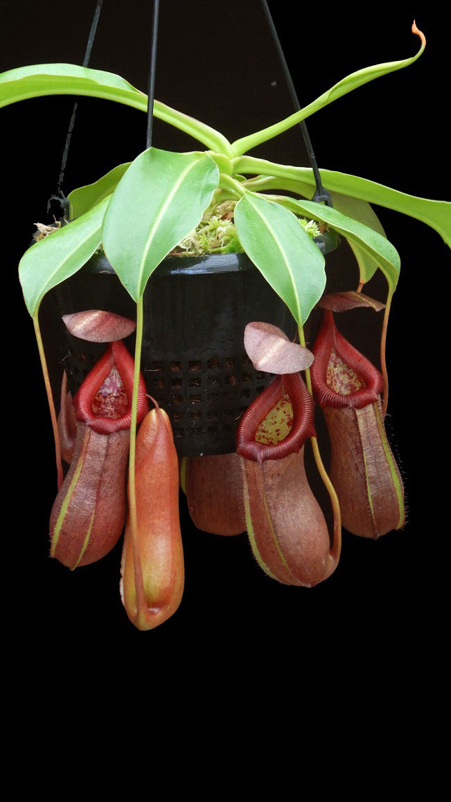 N. robcantleyi x ventricosa – assorted clones: BE-4074 *Pre-Order*