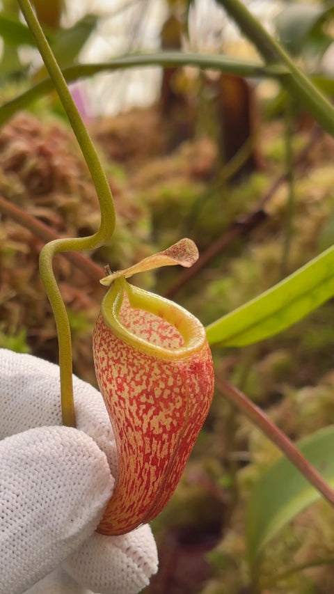 N. talangensis – assorted clones: BE-4075 *Pre-Order*
