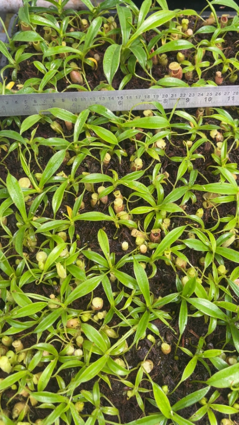 N. talangensis – assorted clones: BE-4075 *Pre-Order*