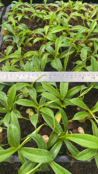 N. talangensis – assorted clones: BE-4075 *Pre-Order*
