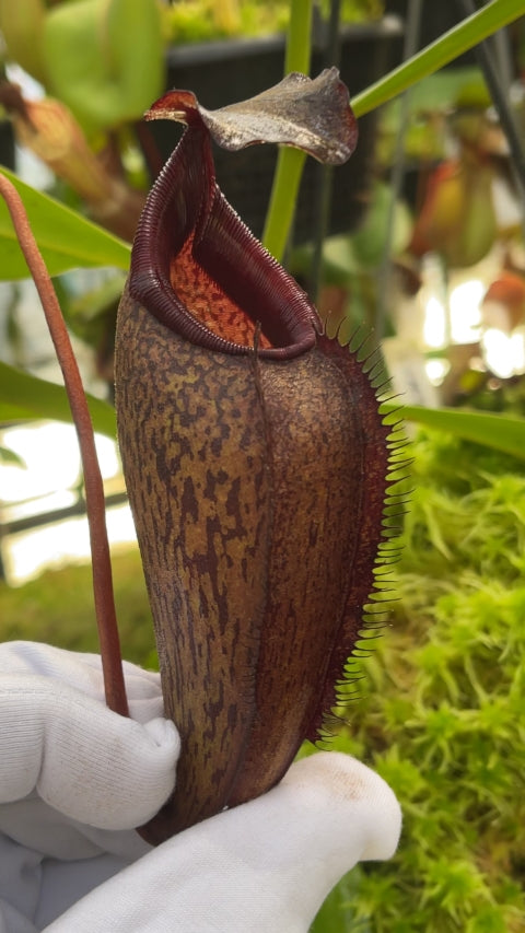 N. densiflora x aristolochioides – assorted clones: BE-4076