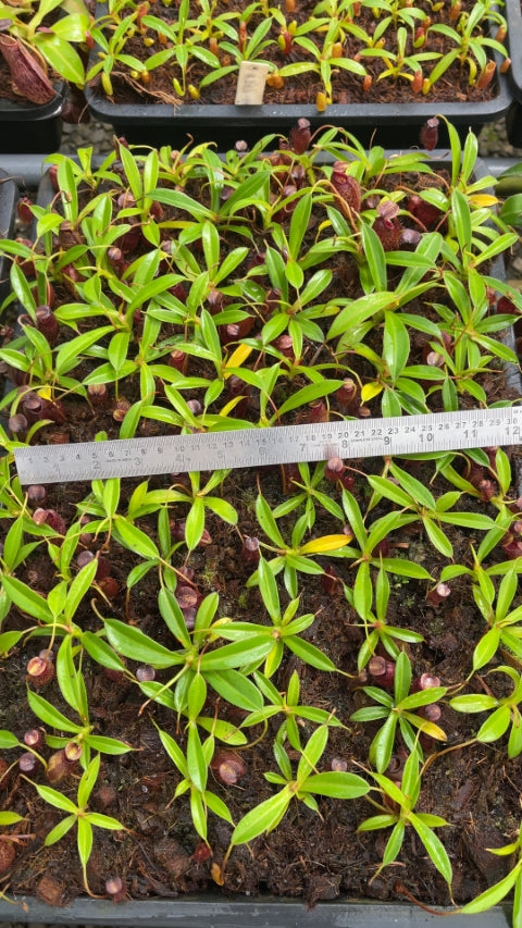 N. densiflora x aristolochioides – assorted clones: BE-4076 *Pre-Order*