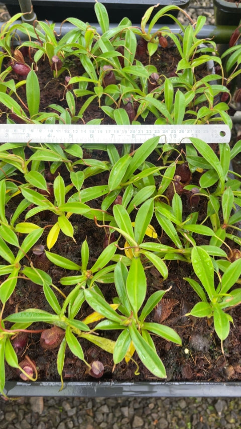 N. densiflora x aristolochioides – assorted clones: BE-4076 *Pre-Order*