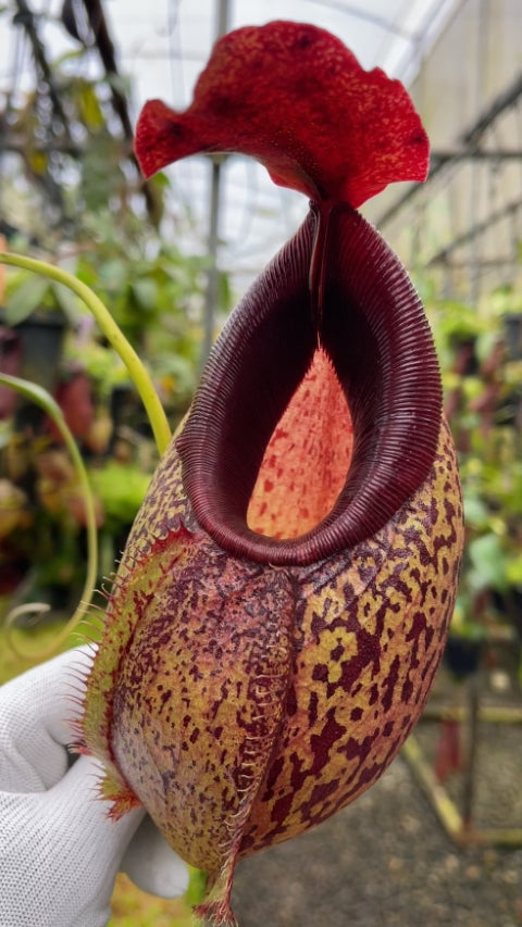 N. spathulata x aristolochioides - assorted clones: BE-4077