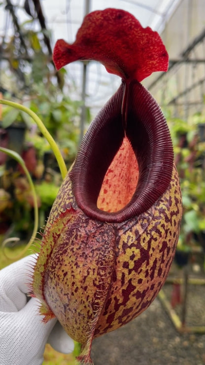 N. spathulata x aristolochioides - assorted clones: BE-4077