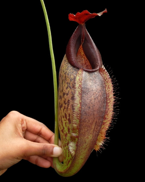 N. spathulata x aristolochioides - assorted clones: BE-4077 *Pre-Order*