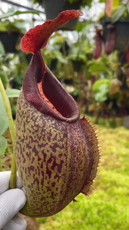 N. spathulata x aristolochioides - assorted clones: BE-4077 *Pre-Order*