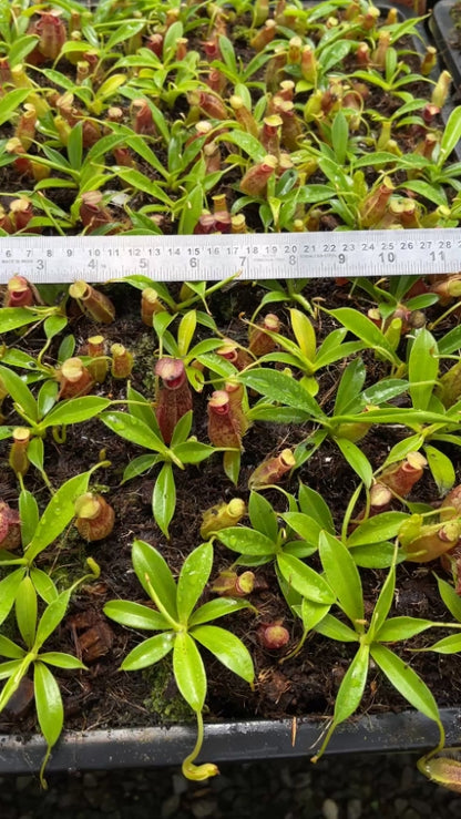 N. spathulata x aristolochioides - assorted clones: BE-4077 *Pre-Order*