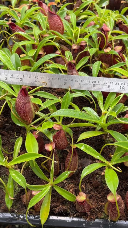 N. spathulata x aristolochioides - assorted clones: BE-4077 *Pre-Order*