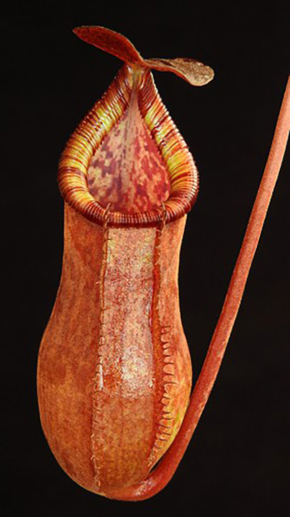 N. petiolata x (lowii x tentaculata) – assorted clones: BE-4078 *Pre-Order*