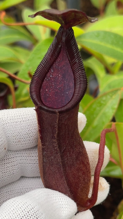 N. petiolata x (lowii x tentaculata) – assorted clones: BE-4078 *Pre-Order*