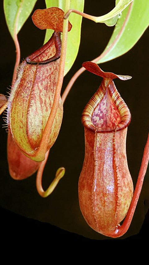 N. petiolata x (lowii x tentaculata) – assorted clones: BE-4078 *Pre-Order*