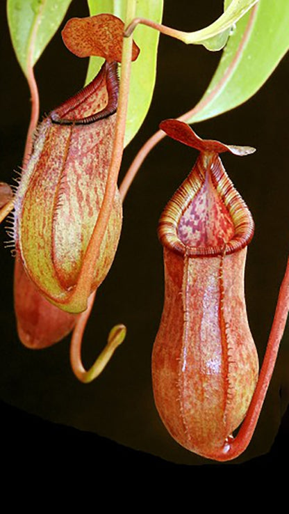 N. petiolata x (lowii x tentaculata) – assorted clones: BE-4078 *Pre-Order*