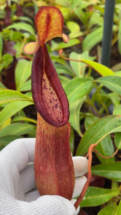 N. petiolata x (lowii x tentaculata) – assorted clones: BE-4078 *Pre-Order*