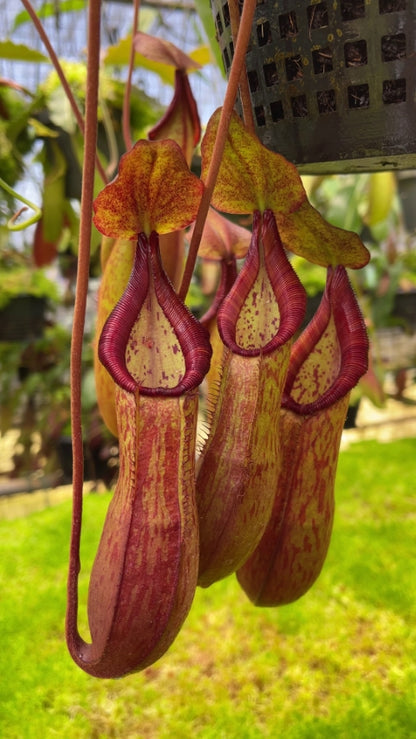 N. petiolata x (lowii x tentaculata) – assorted clones: BE-4078 *Pre-Order*