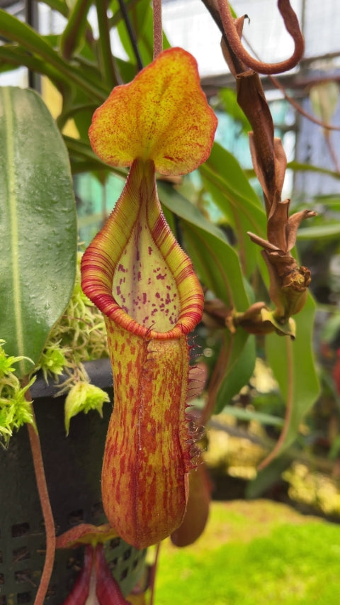 N. petiolata x (lowii x tentaculata) – assorted clones: BE-4078 *Pre-Order*