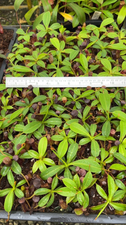 N. petiolata x (lowii x tentaculata) – assorted clones: BE-4078 *Pre-Order*