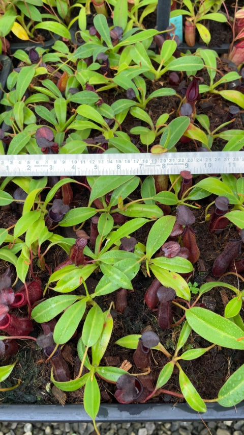 N. petiolata x (lowii x tentaculata) – assorted clones: BE-4078 *Pre-Order*