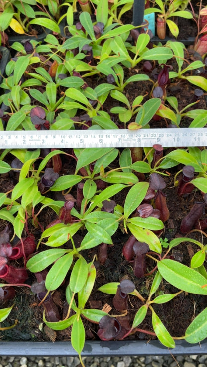 N. petiolata x (lowii x tentaculata) – assorted clones: BE-4078 *Pre-Order*