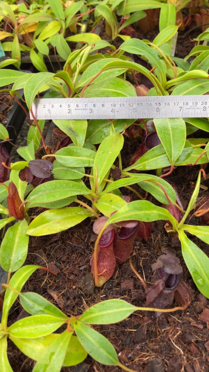 N. petiolata x (lowii x tentaculata) – assorted clones: BE-4078 *Pre-Order*