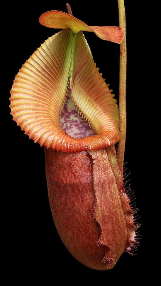 N. villosa x robcantleyi – assorted clones: BE-4079 *Pre-Order*