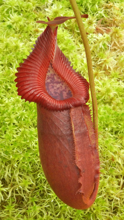 N. villosa x robcantleyi – assorted clones: BE-4079 *Pre-Order*