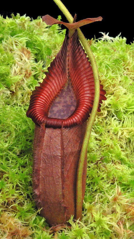 N. villosa x robcantleyi – assorted clones: BE-4079 *Pre-Order*