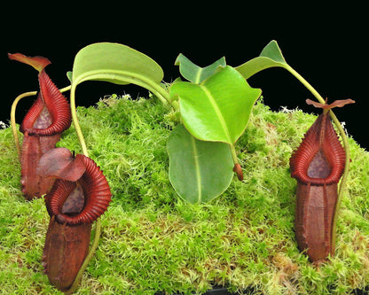 N. villosa x robcantleyi – assorted clones: BE-4079 *Pre-Order*