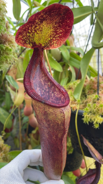 N. singalana x lowii – assorted clones: BE-4080