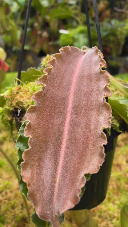 N. maxima - Sulawesi wavy-leaf – assorted clones: BE-4081 *Pre-Order*