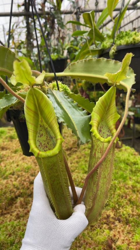 N. maxima - Sulawesi wavy-leaf – assorted clones: BE-4081 *Pre-Order*